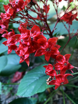 狀元紅網(wǎng)，揭秘4987精準資料的秘密，狀元紅網(wǎng)揭秘，精準資料4987背后的秘密