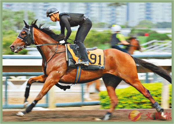 香港賽馬，探索數字背后的激情與榮耀，香港賽馬，數字背后的激情與榮耀之旅