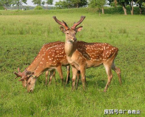 最新版本的6566cc澳彩資料大全介紹及特色功能解析，最新6566cc澳彩資料大全介紹與特色功能深度解析