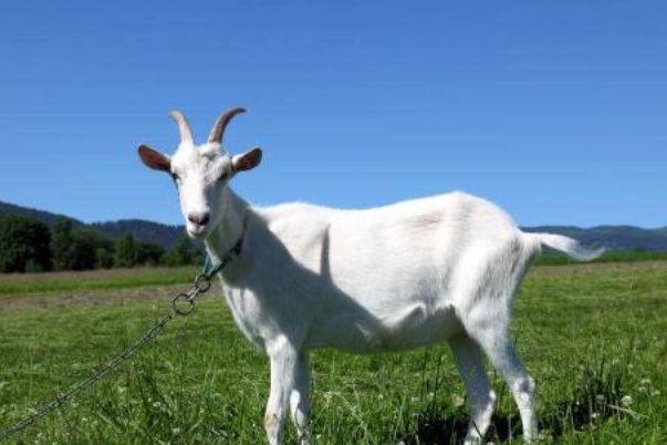 今晚澳門開三肖兔羊蛇，探索生肖運勢與風水預(yù)測的魅力，生肖運勢與風水預(yù)測探索，兔羊蛇今晚在澳門展現(xiàn)魅力