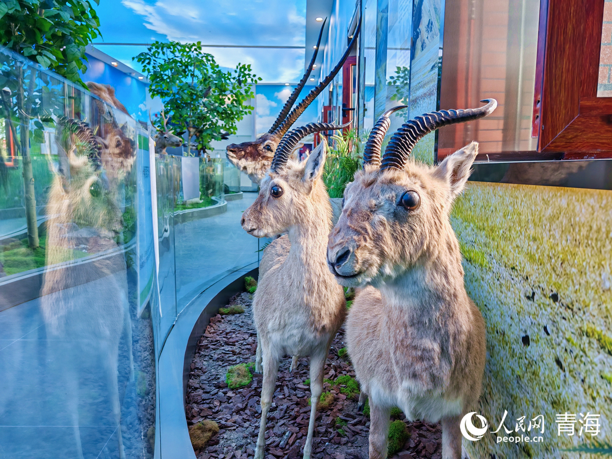 王中王四不像圖必中一肖——揭秘彩票背后的秘密，揭秘彩票背后的秘密，王中王四不像圖必中一肖的真相探索